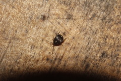 Zabrotes subfasciatus