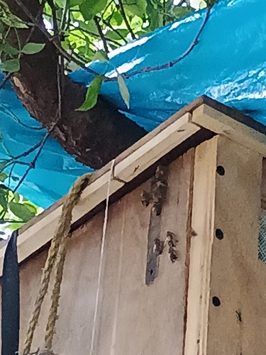 Western Honey Bee