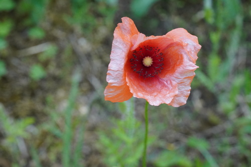common poppy
