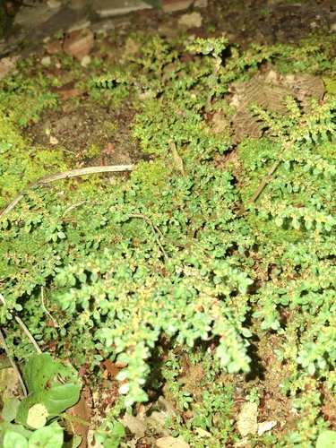 Artillery Plant