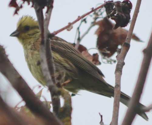 Yellowhammer