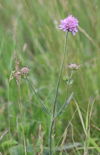 Field Scabious