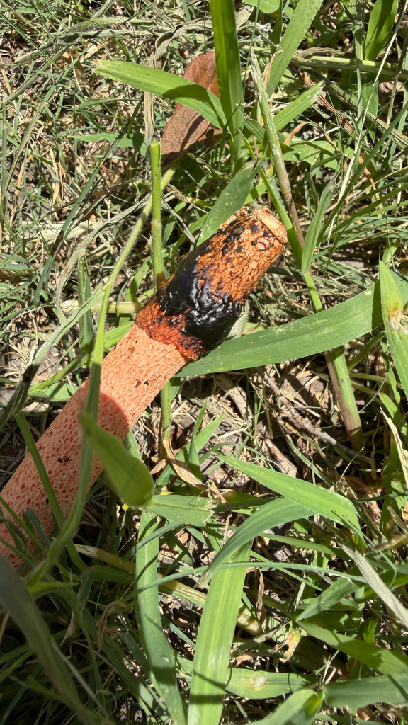 Devil's Stinkhorn · June 2026 · photo: Photo: (c) IDClaire, some rights reserved (CC BY) · iNaturalist