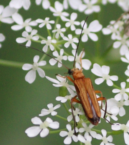 Oedemera podagrariae