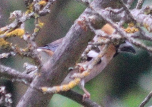 Hawfinch