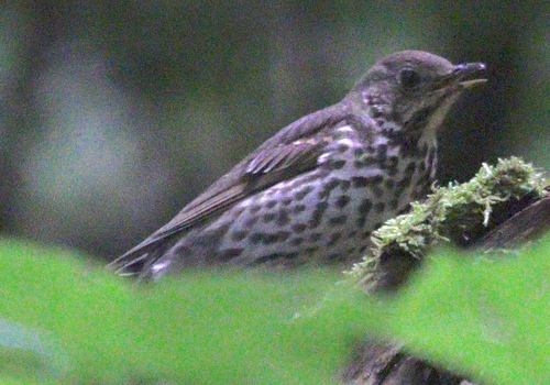 Song Thrush