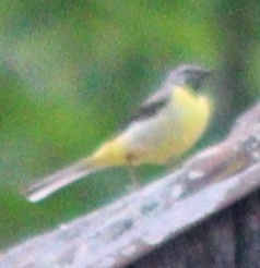 Grey Wagtail