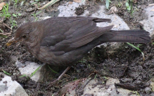 Eurasian Blackbird