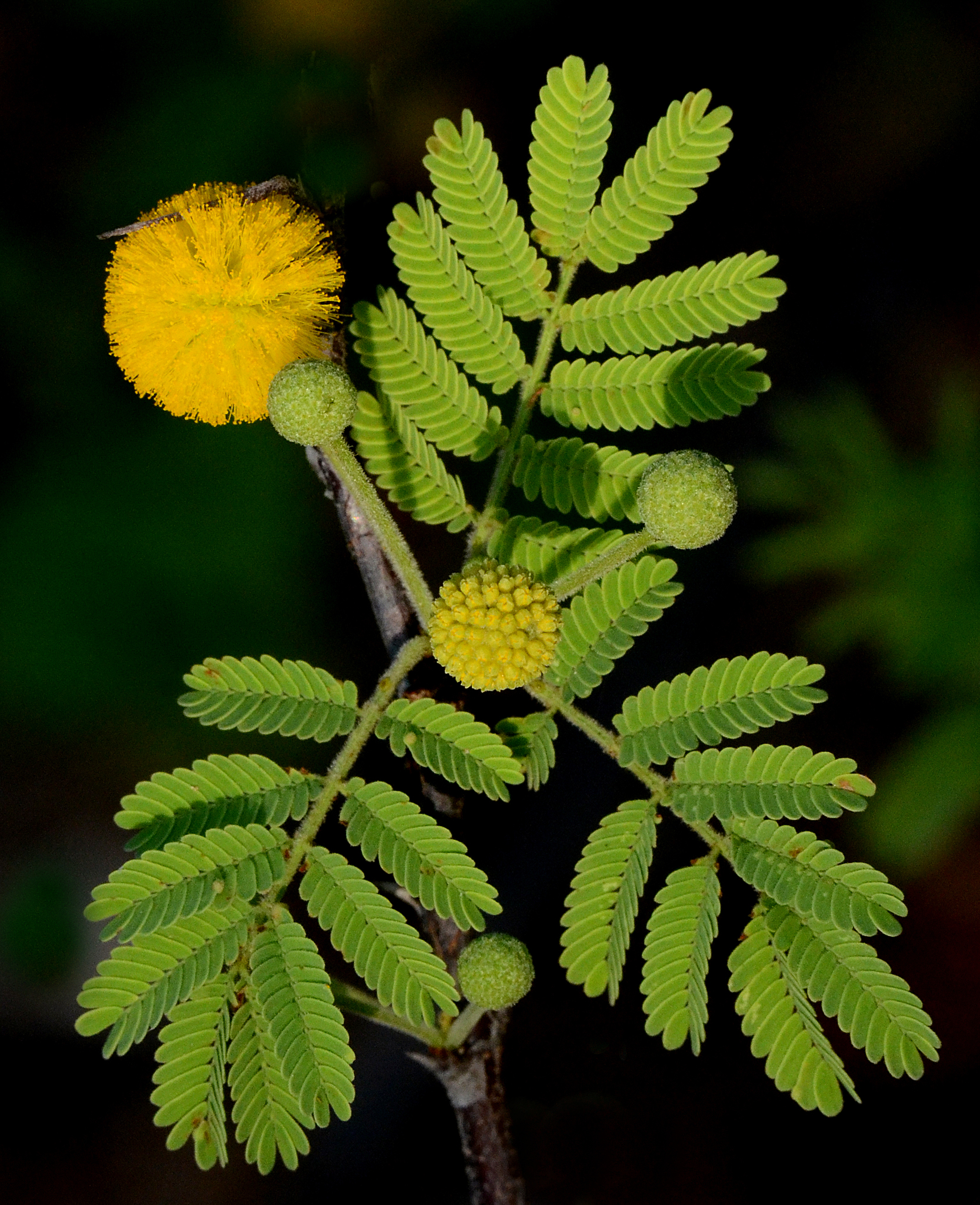 Vachellia tortuosa