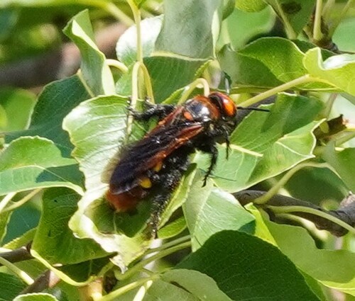 Mammoth Scoliid Wasp
