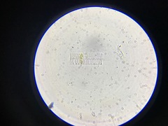 Hemiaulales