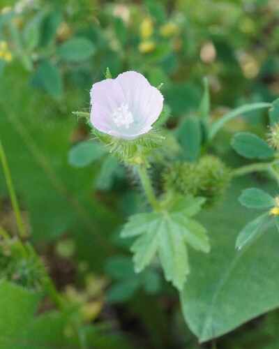 Rough Marsh-mallow