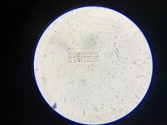 Hemiaulales