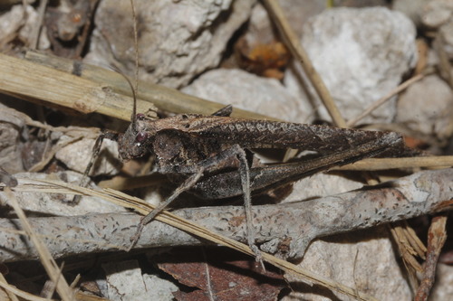 Insara phthisica