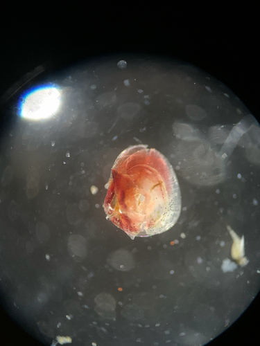reddish lepton