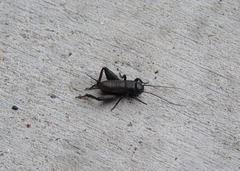 Gryllus veletis
