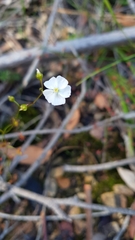 Drosera peltata