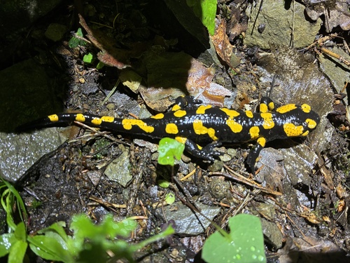 Fire Salamander