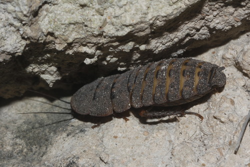 Death’s Head Cockroach
