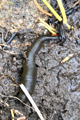 Horse Leech