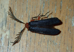 Pterotus obscuripennis