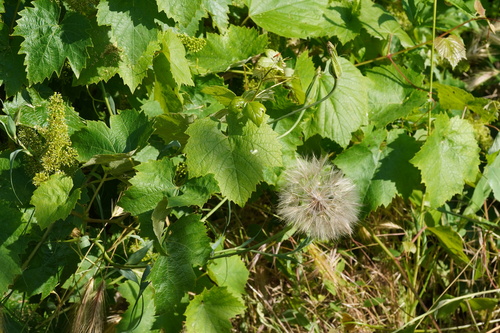 Yellow Salsify