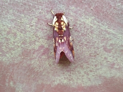 Citheronia phoronea