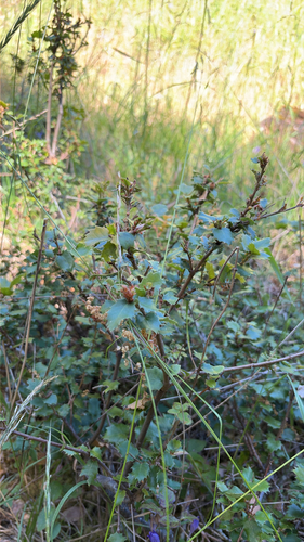 iNaturalist observation photo of high-latitude oaks