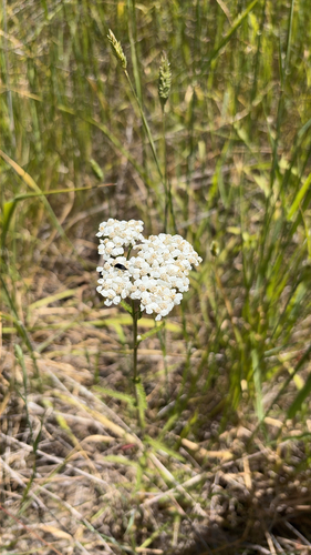 iNaturalist observation photo of common yarrow