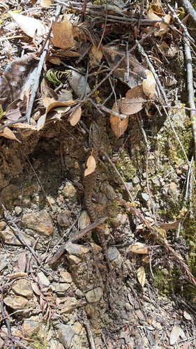 iNaturalist observation photo of Northern Alligator Lizard