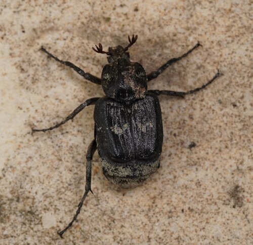 Valgus hemipterus