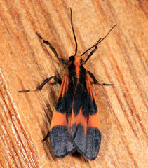 Lycomorphodes