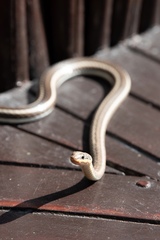 Psammophis