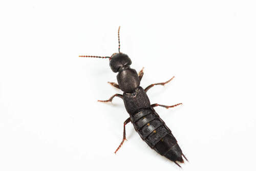 Ocypus aethiops