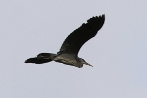 Grey Heron