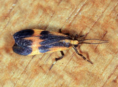 Lycomorphodes