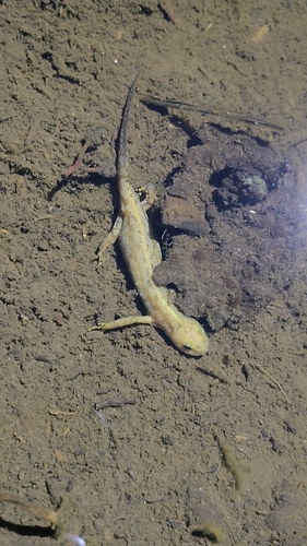 Alpine Newt