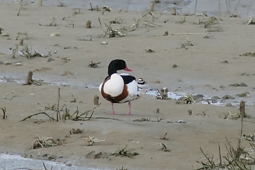 Common Shelduck