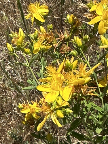 iNaturalist observation photo of St. John's worts