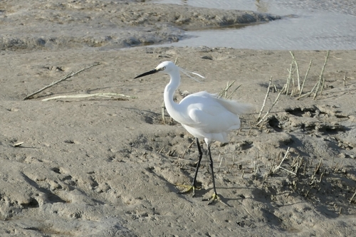 Little Egret
