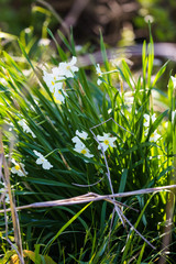Narcissus poeticus