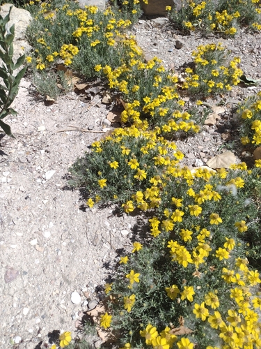 Fendler's bladderpod