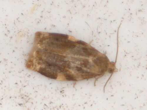 Variegated Golden Tortrix