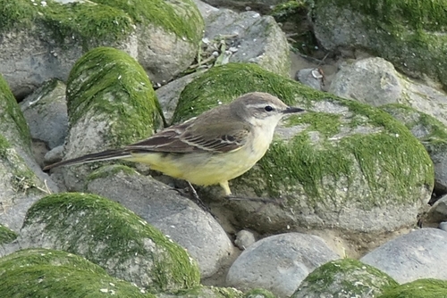 Western Yellow Wagtail