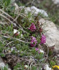 Daphne striata
