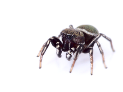 Heliophanus tribulosus
