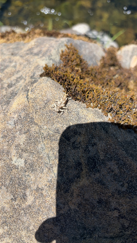 iNaturalist observation photo of Shortwing Stonefly