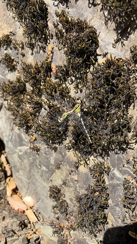 iNaturalist observation photo of Bison Snaketail