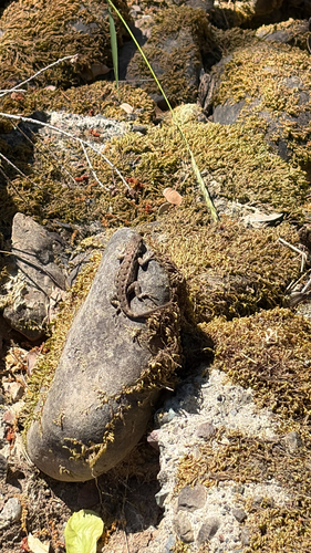 iNaturalist observation photo of Western Fence Lizard