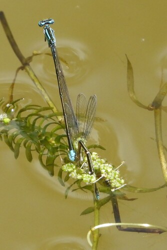 Turquoise Bluet photo 5
